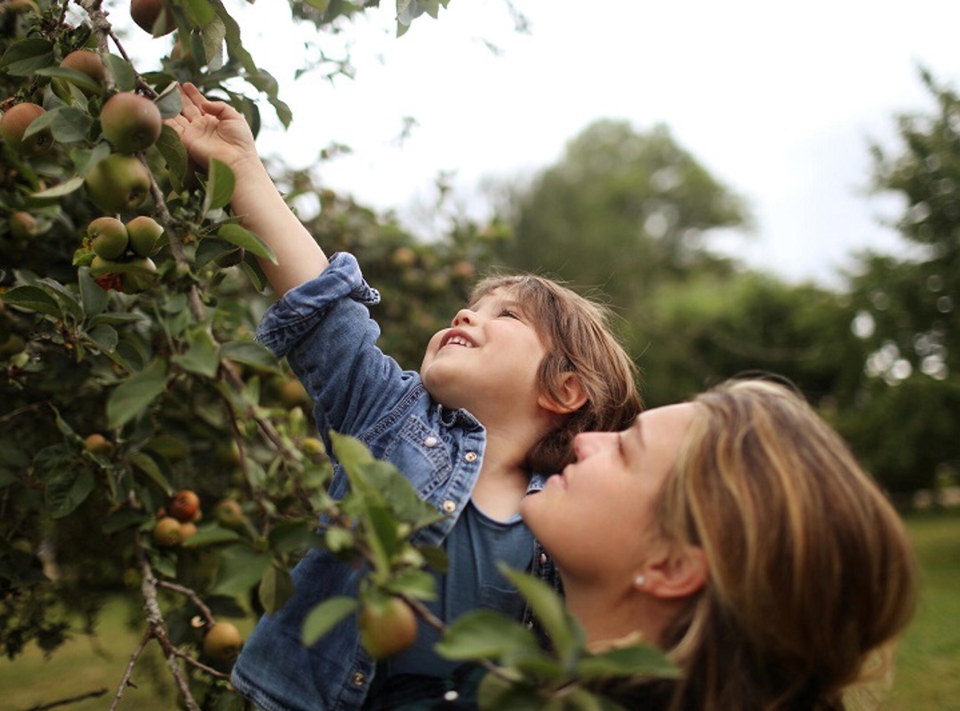 Child Reaching To Pick Fruit From A Tree